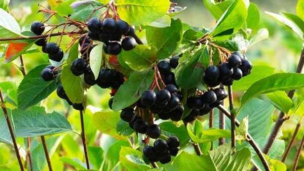 l'aronia peut être séchée, mais également ingérée sous forme de poudre ou de gélules