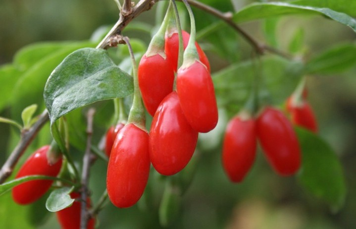 les baies de goji crues sont dangereuses pour la santé