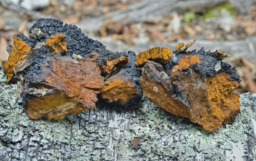 le chaga peut être dangereux pour la santé