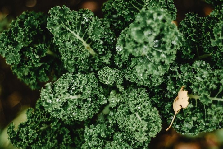 la consommation de chou kale ne présente pas de dangers particuliers pour la santé