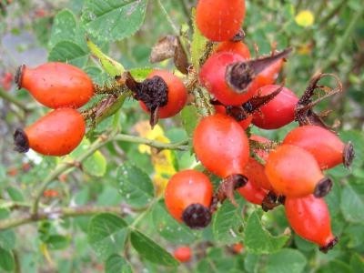 le cynorrhodon est le fruit du rhododendron