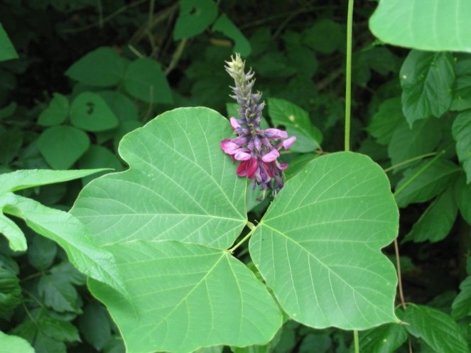 la fleur de kudzu présente certains dangers