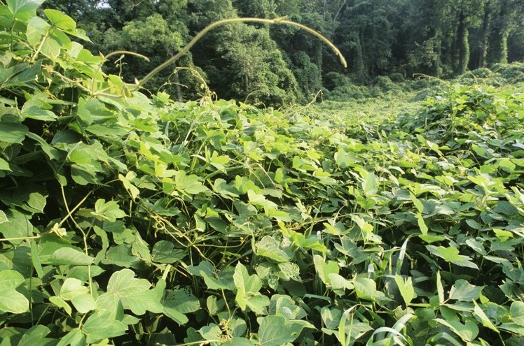 le kudzu est à l'origine une plante