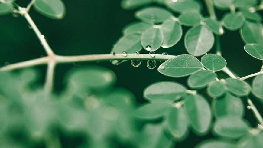 le moringa est un arbre réputé pour ses vertus