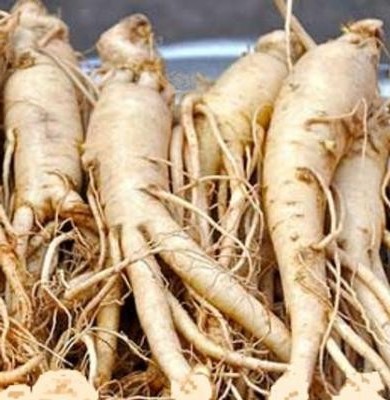 les racines de ginseng sont consommées depuis plus de 2000 ans