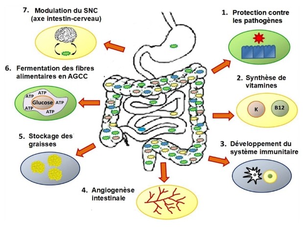 schema explicatif sur le microbiote et le fonctionnement des probiotiques pour la digestion